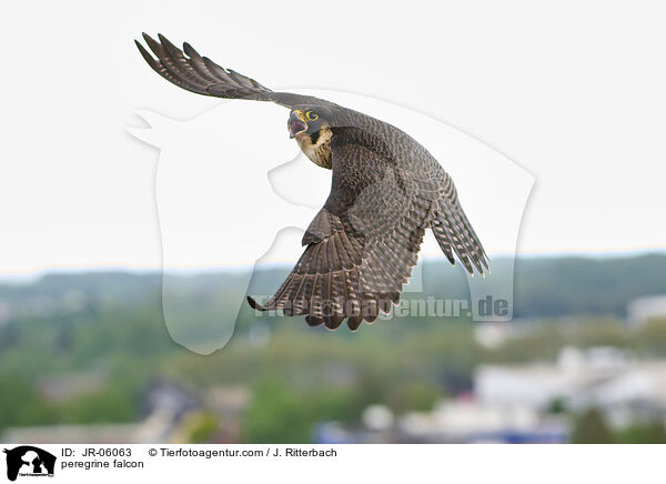 peregrine falcon / JR-06063