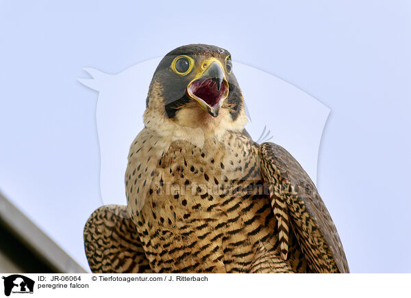 Wanderfalke / peregrine falcon / JR-06064