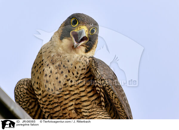 peregrine falcon / JR-06065