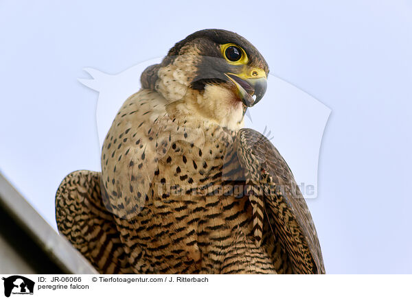 Wanderfalke / peregrine falcon / JR-06066