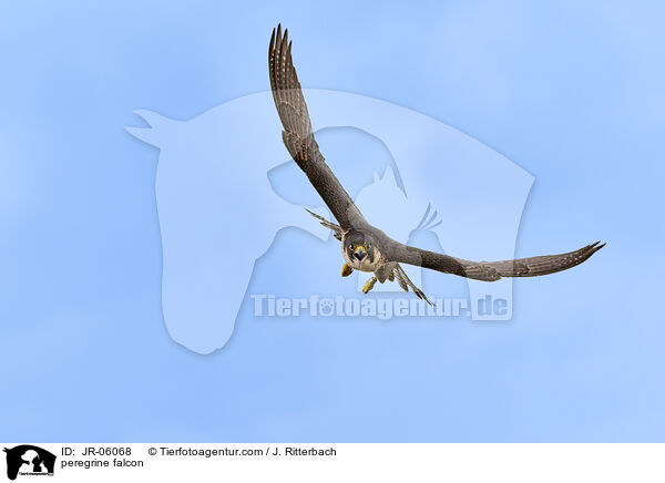 Wanderfalke / peregrine falcon / JR-06068