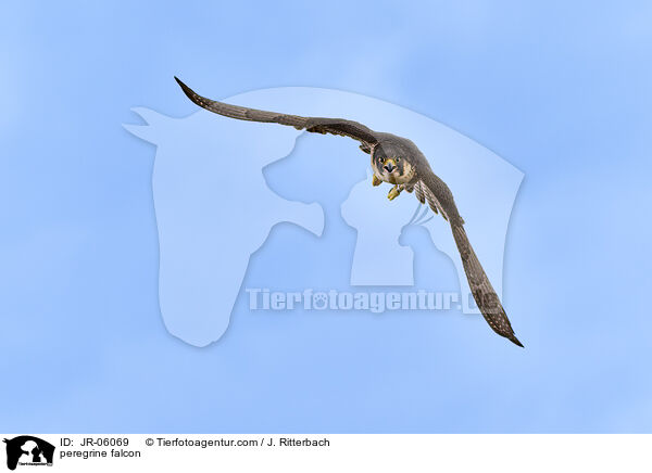 Wanderfalke / peregrine falcon / JR-06069