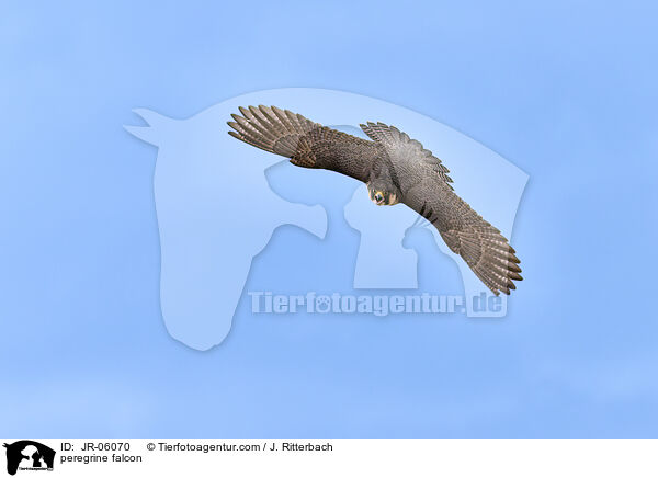 Wanderfalke / peregrine falcon / JR-06070