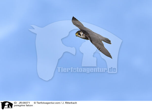Wanderfalke / peregrine falcon / JR-06071