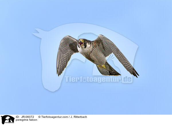 Wanderfalke / peregrine falcon / JR-06072