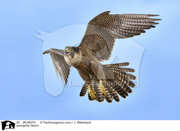 peregrine falcon / JR-06074
