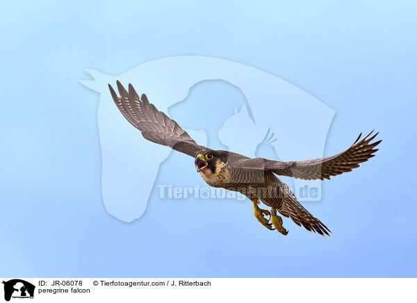 Wanderfalke / peregrine falcon / JR-06078