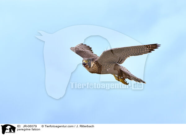 peregrine falcon / JR-06079