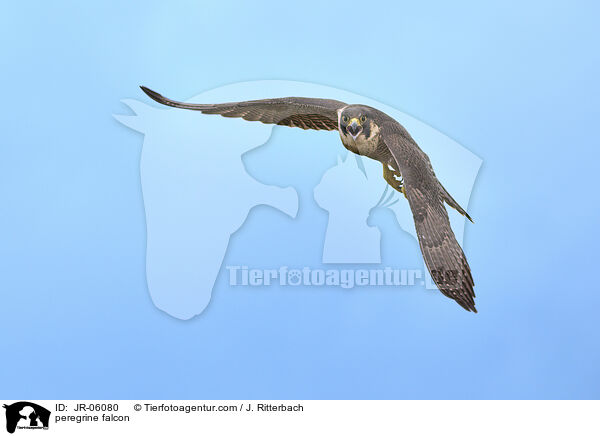 Wanderfalke / peregrine falcon / JR-06080
