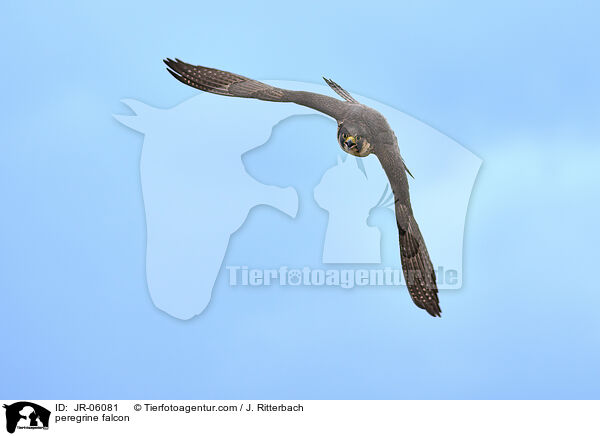 peregrine falcon / JR-06081
