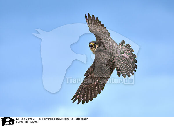 Wanderfalke / peregrine falcon / JR-06082
