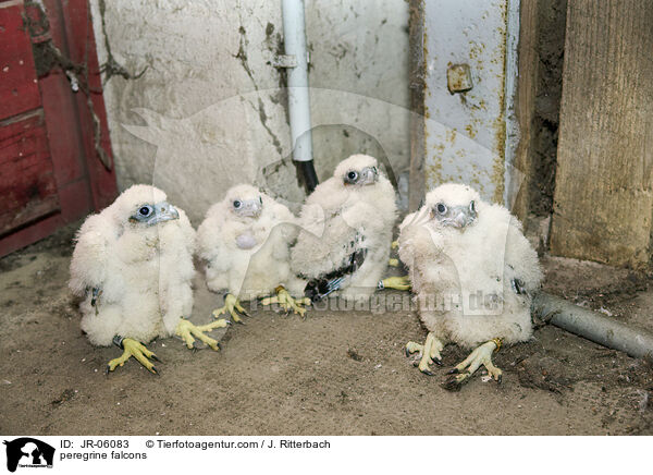 peregrine falcons / JR-06083
