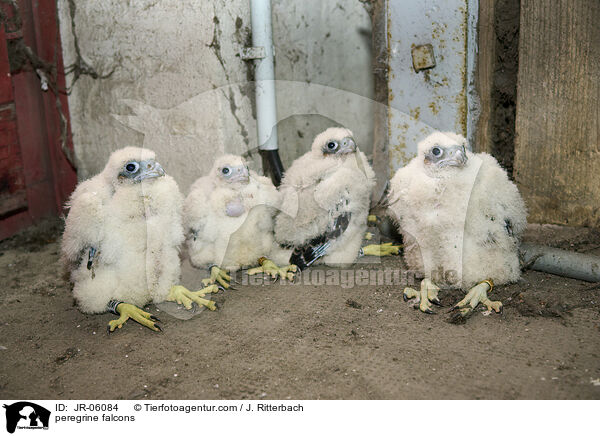 peregrine falcons / JR-06084