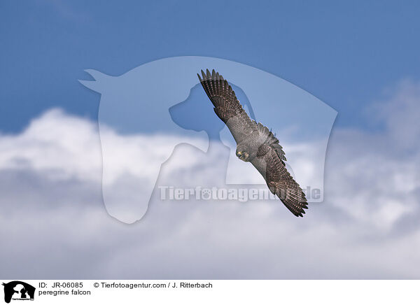 peregrine falcon / JR-06085