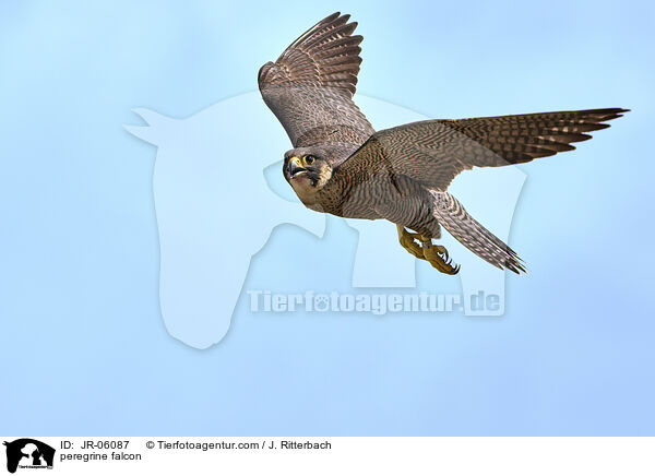 Wanderfalke / peregrine falcon / JR-06087