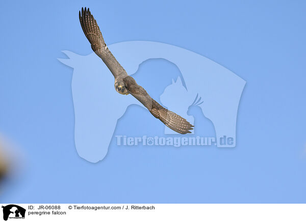 Wanderfalke / peregrine falcon / JR-06088