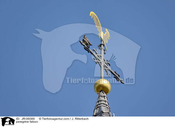 Wanderfalke / peregrine falcon / JR-06089