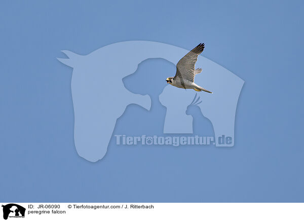 Wanderfalke / peregrine falcon / JR-06090