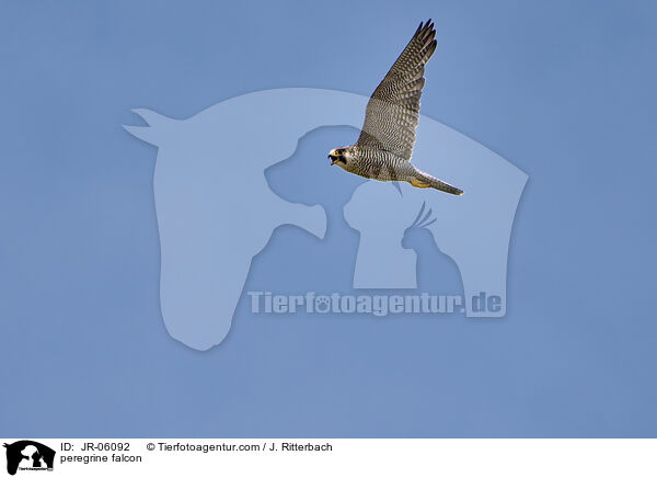 peregrine falcon / JR-06092