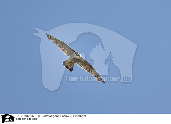 peregrine falcon / JR-06095