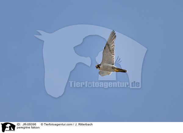 peregrine falcon / JR-06096