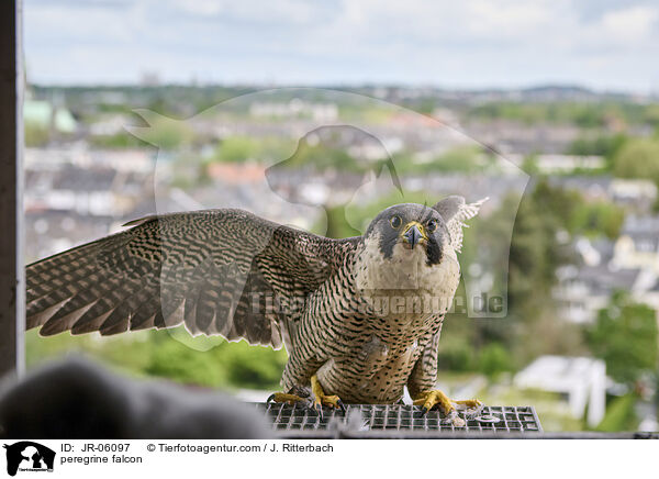 peregrine falcon / JR-06097