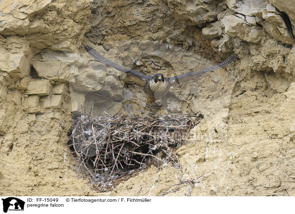 peregrine falcon / FF-15049