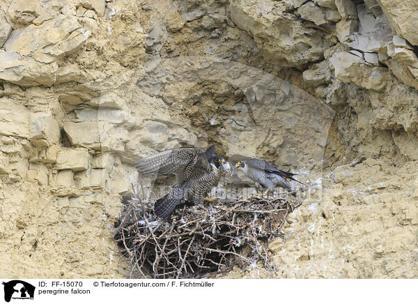 peregrine falcon / FF-15070