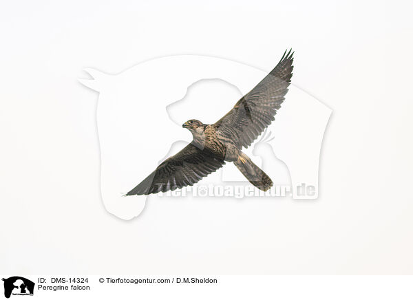 Wanderfalke / Peregrine falcon / DMS-14324