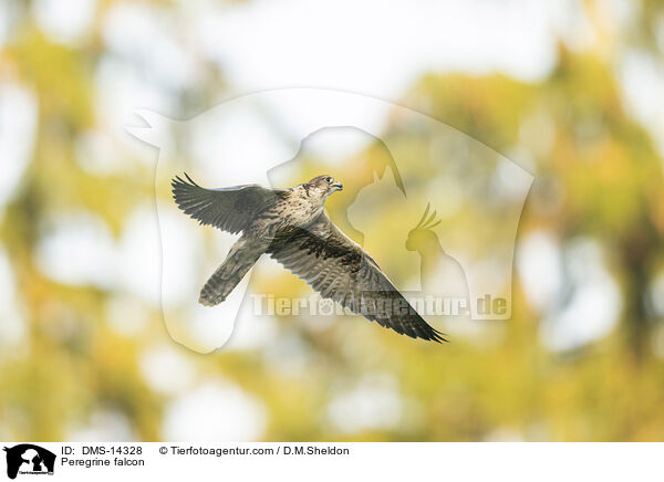 Wanderfalke / Peregrine falcon / DMS-14328