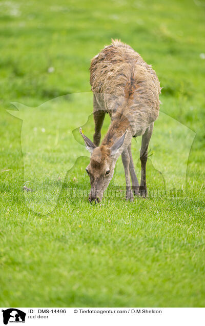 Rotwild / red deer / DMS-14496