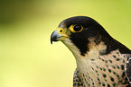 Peregrine Falcon