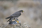 peregrine falcon