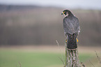 peregrine falcon