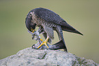 peregrine falcon