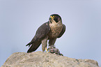 peregrine falcon