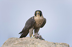 peregrine falcon