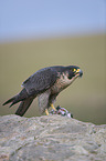 peregrine falcon