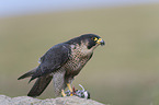 peregrine falcon