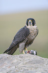 peregrine falcon