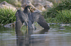 peregrine falcon