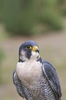 peregrine falcon