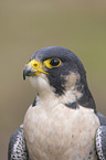 peregrine falcon