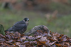 Peregrine falcon with prey