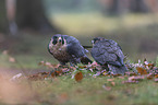 Peregrine falcon with prey