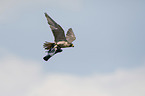 flying Peregrine Falcon