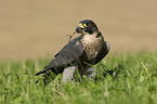 standing Peregrine Falcon