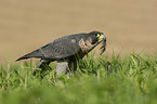 standing Peregrine Falcon