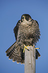 sitting Peregrine Falcon