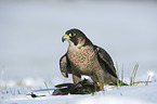 standing Peregrine Falcon